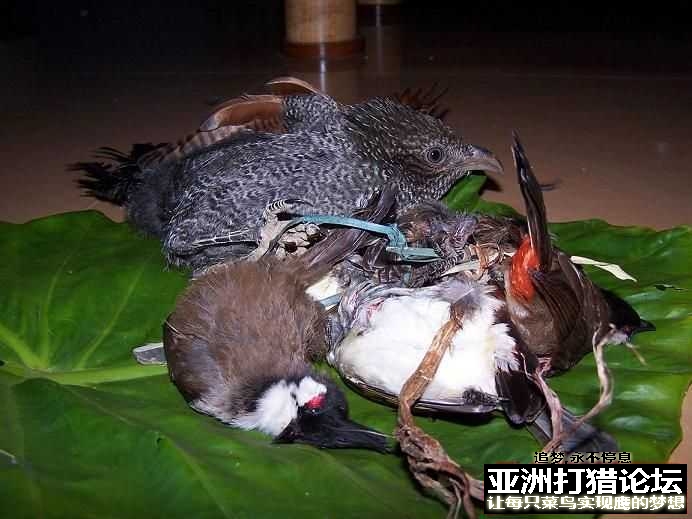 夜猎经验 10米归零，3.5米瞄哪里？