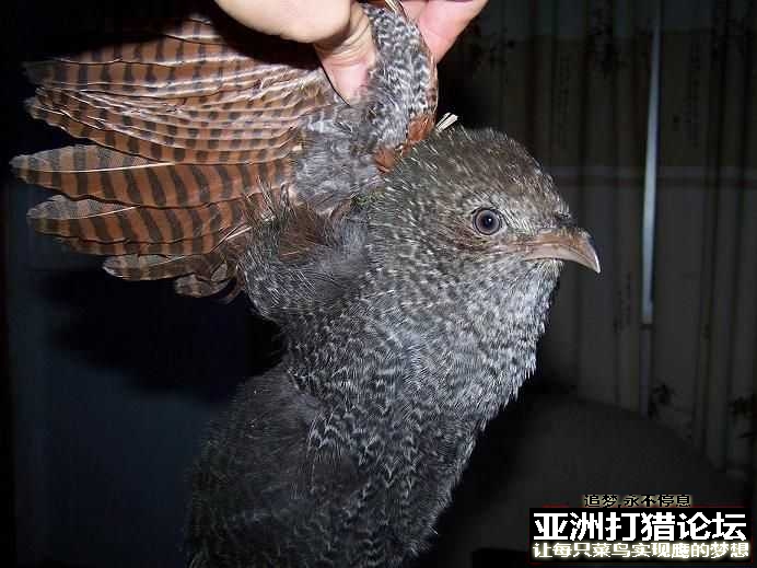 夜猎经验 10米归零，3.5米瞄哪里？