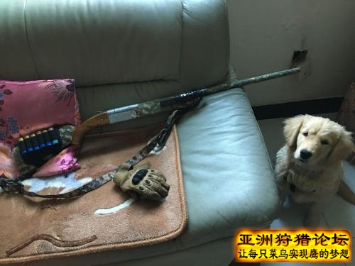 来看看我自D的狗包括木托