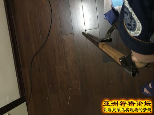 来看看我自D的狗包括木托