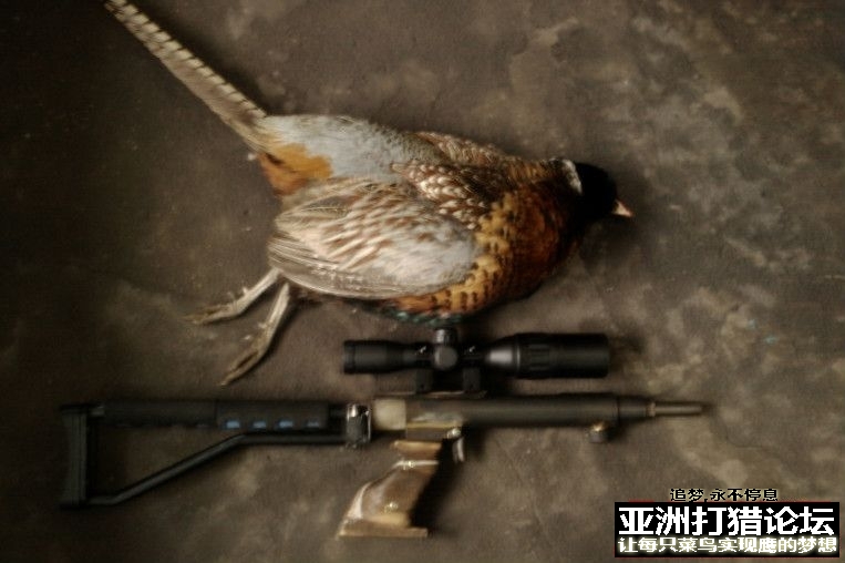 307改装70米狙杀野鸡