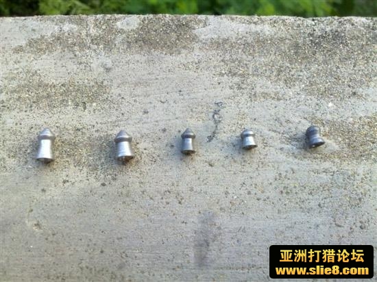 母鸡来也