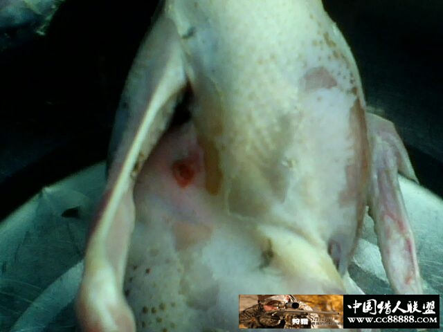 花了2万多入手的美TU出现一个问题，不是距离测试问题