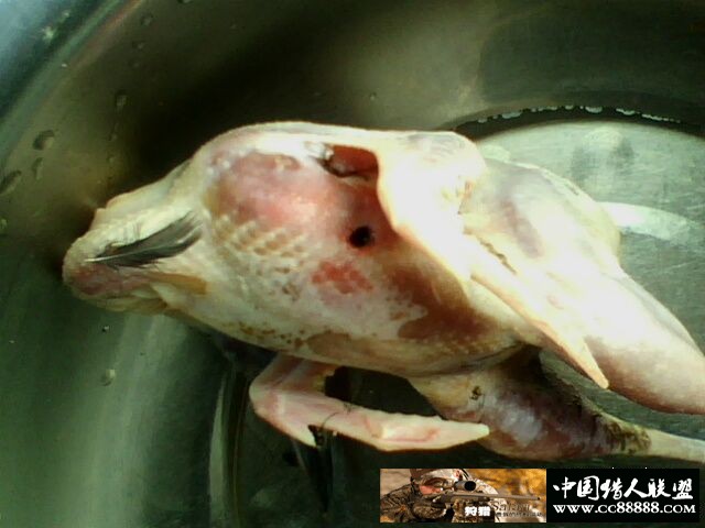 花了2万多入手的美TU出现一个问题，不是距离测试问题