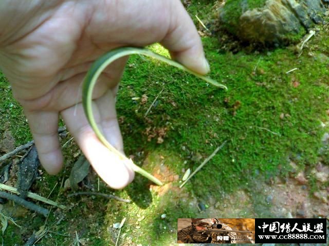 套野鸡和斑鸠的套详细图