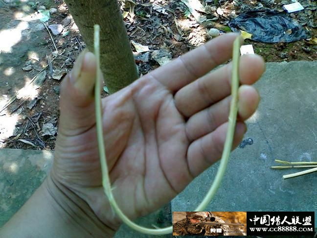 套野鸡和斑鸠的套详细图
