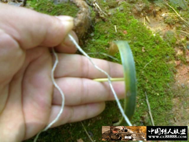 套野鸡和斑鸠的套详细图