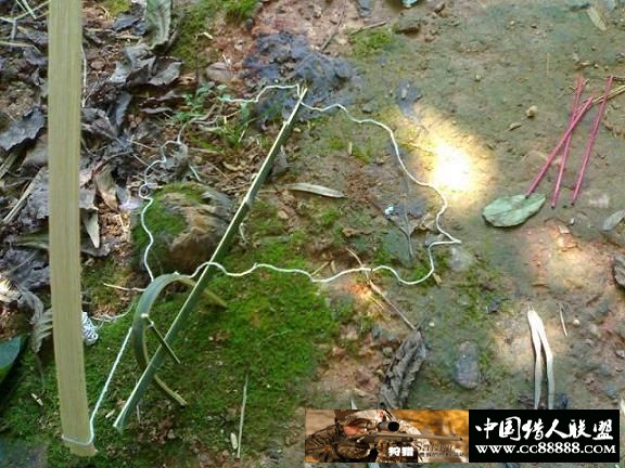 套野鸡和斑鸠的套详细图