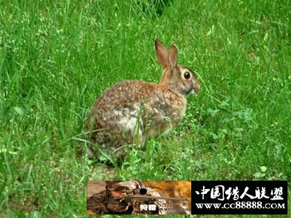 与猎友说说野兔